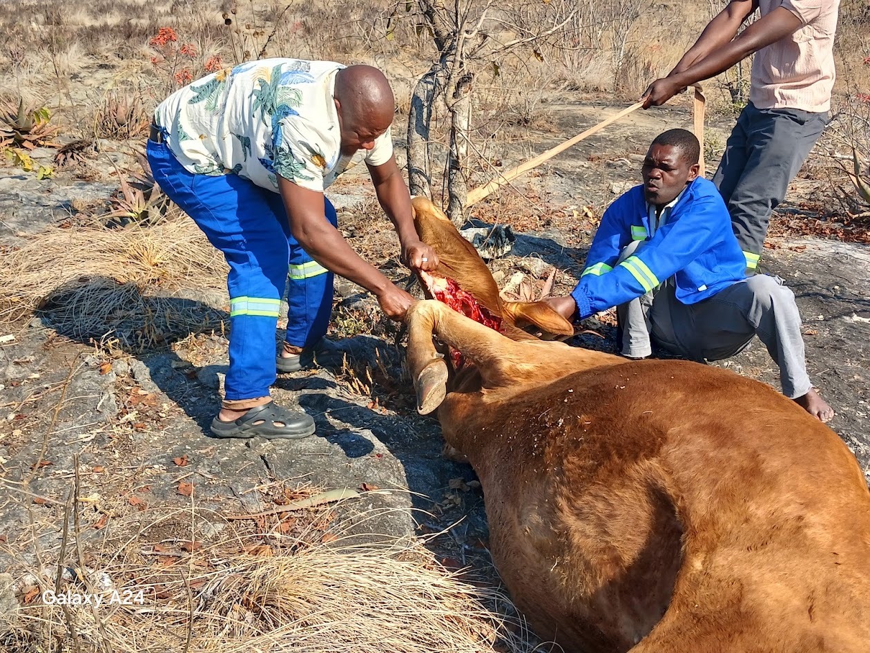 Fresh Beef for Sale - Beatrice Road
