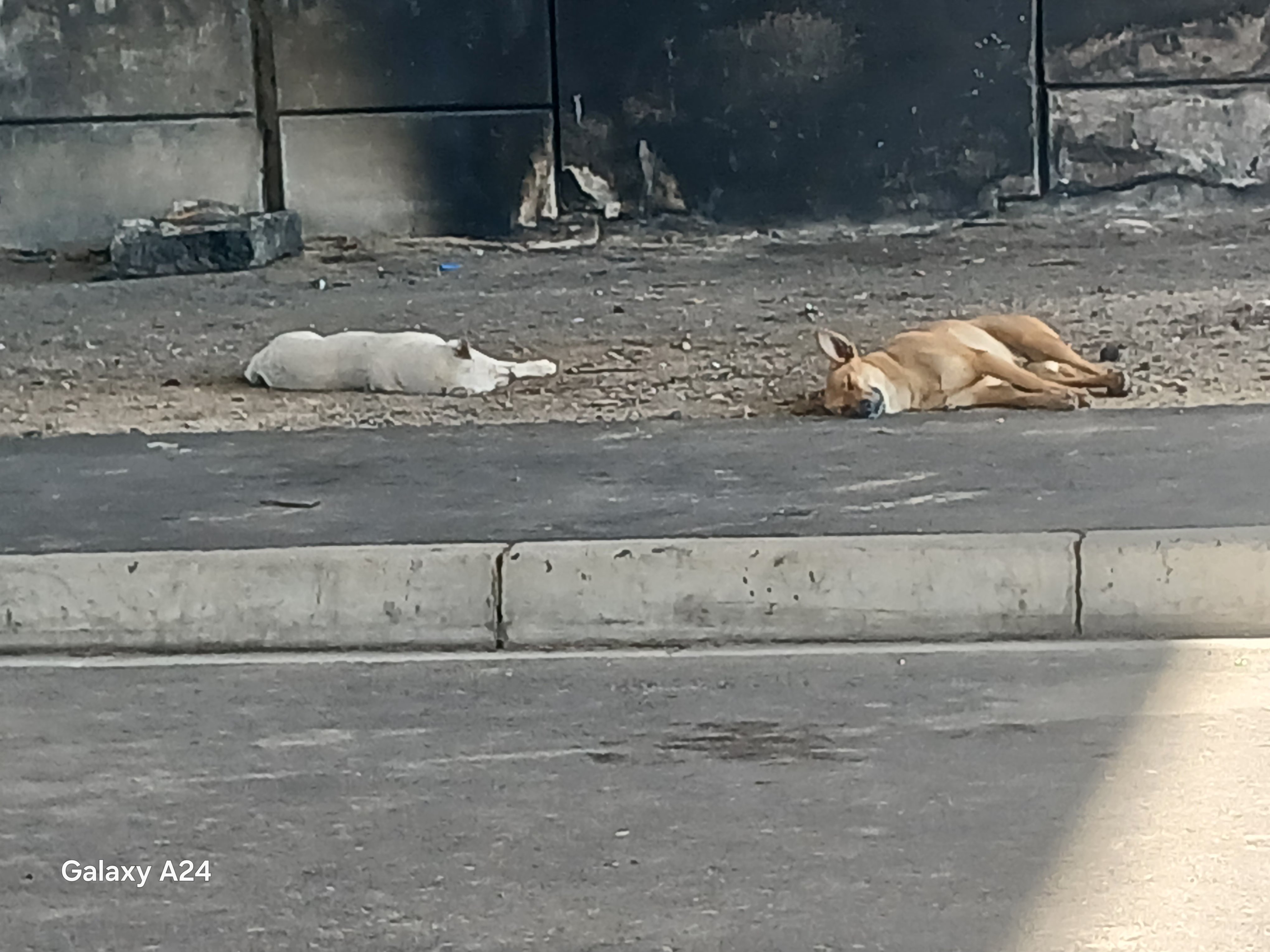 Reliable Security Dogs