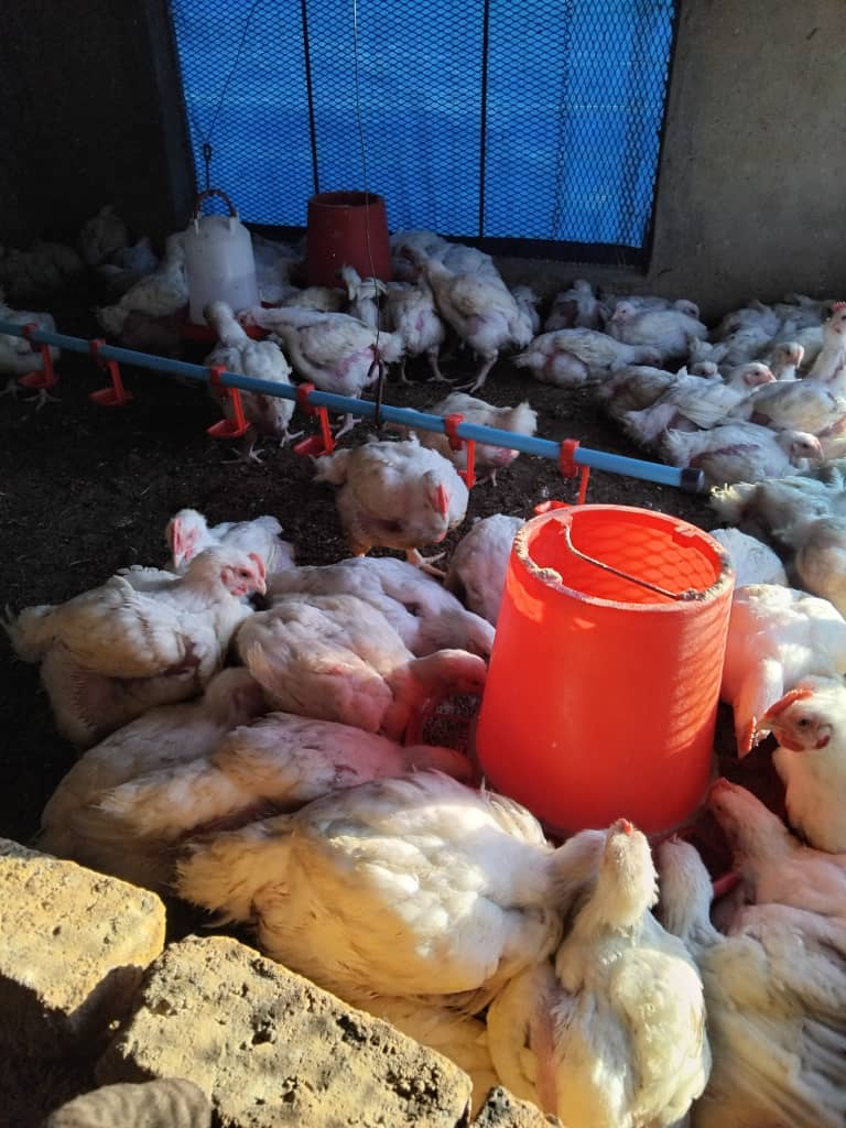 Healthy Chickens for Sale