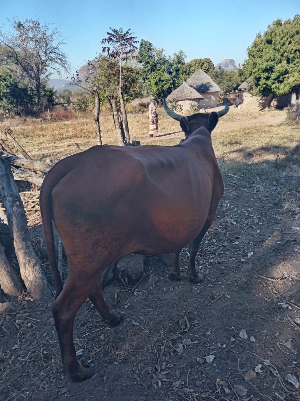 Big Cow for Meat - Jerera