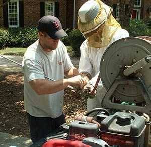 Bee removal services and Safely Relocation in Avondale west