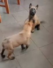 German Shepherd / Malinois Puppies for Sale in Granary